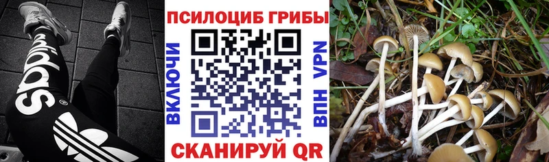 Купить закладки  Черепаново  Галлюциногенные грибы Cubensis 